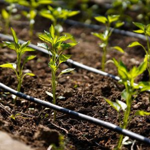 drip irrigation