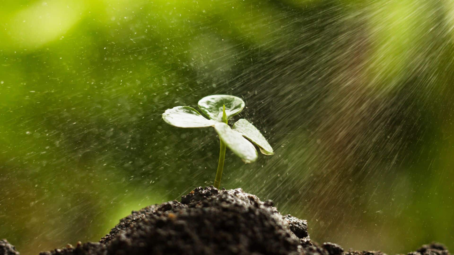 soil water plant